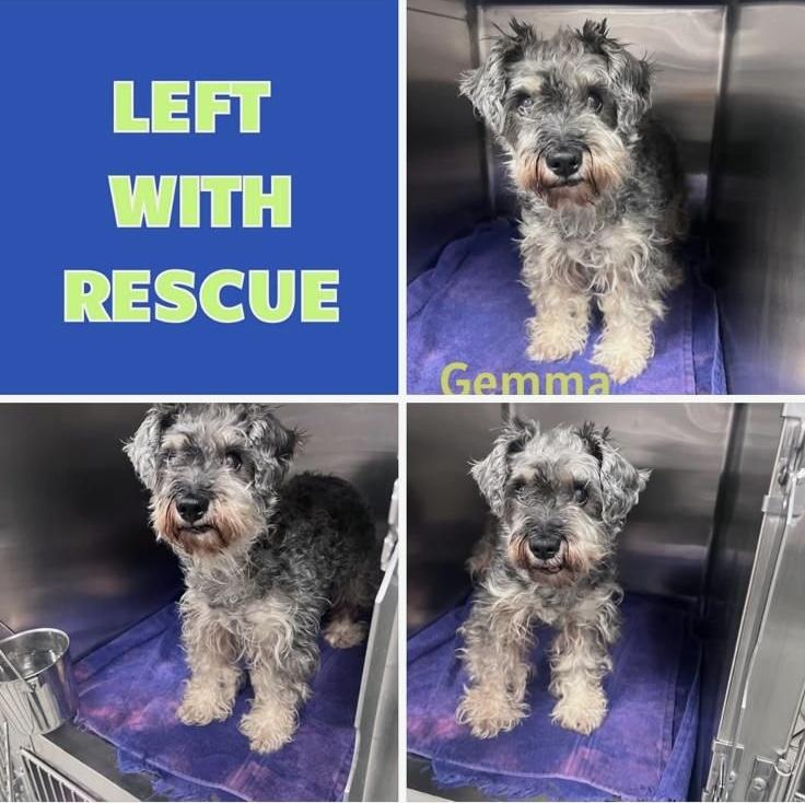 Enlarge Gemma, a ADOPTABLE Miniature Schnauzer in Littleton, CO image 1/3