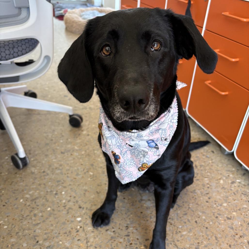 Darcy, Adoptable, Senior Female Black Labrador Retriever & Mixed Breed.