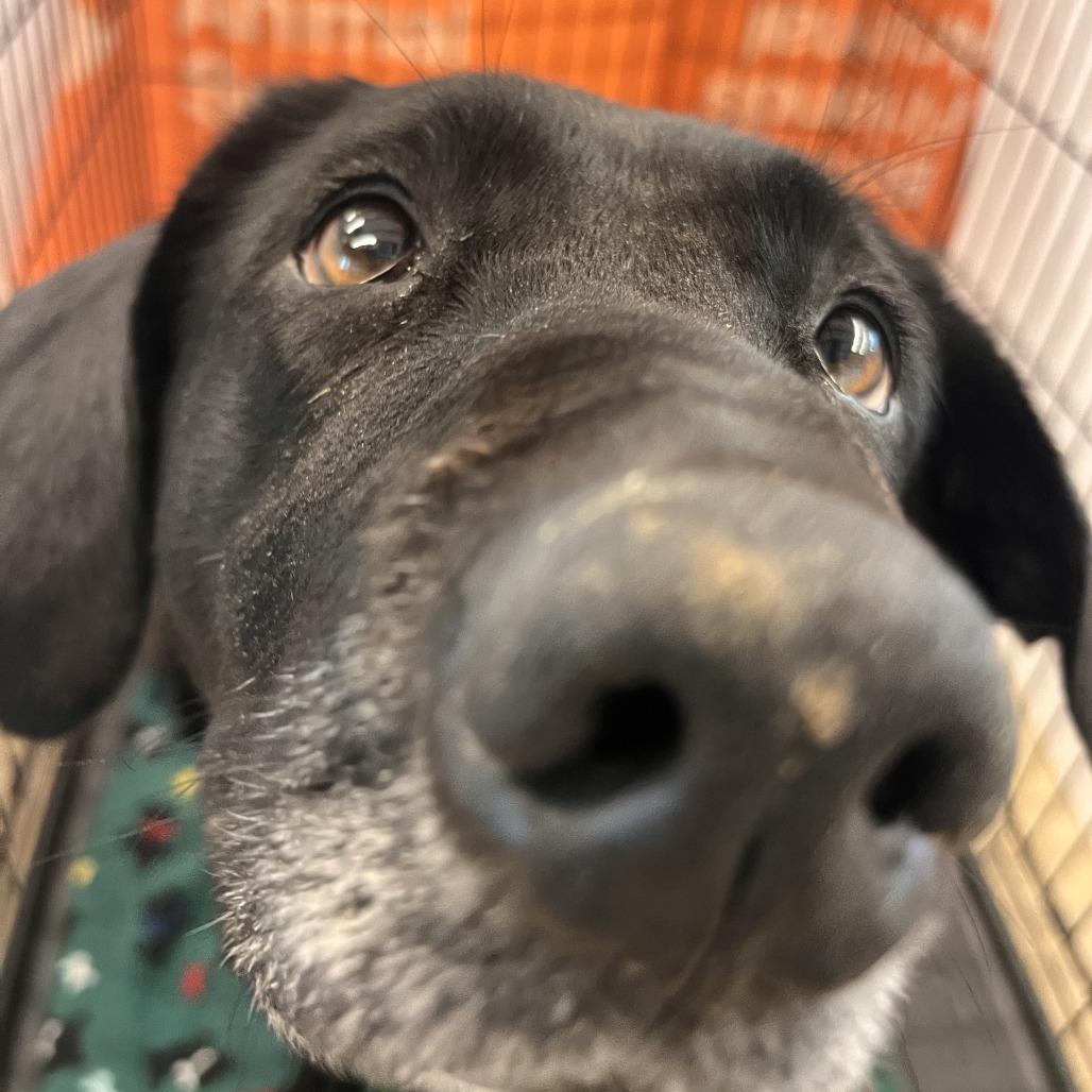 Enlarge Darcy, a Adoptable mixed breed in Bentonville, AR image 2/6