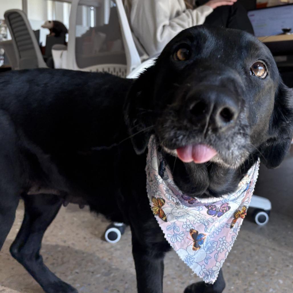 Enlarge Darcy, a Adoptable mixed breed in Bentonville, AR image 3/6