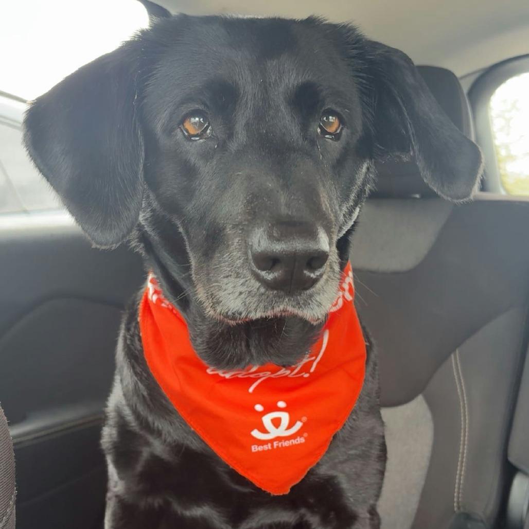 Enlarge Darcy, a Adoptable mixed breed in Bentonville, AR image 4/6