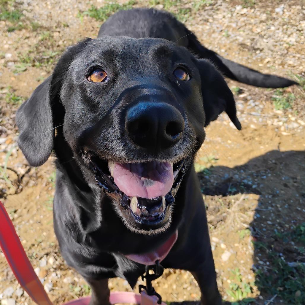 Enlarge Darcy, a Adoptable mixed breed in Bentonville, AR image 5/6