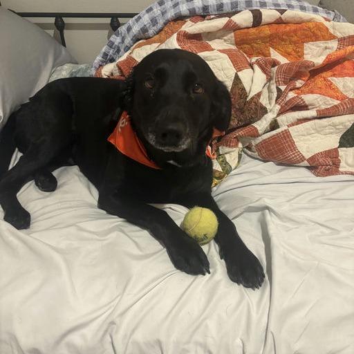 Enlarge Darcy, a Adoptable mixed breed in Bentonville, AR image 6/6