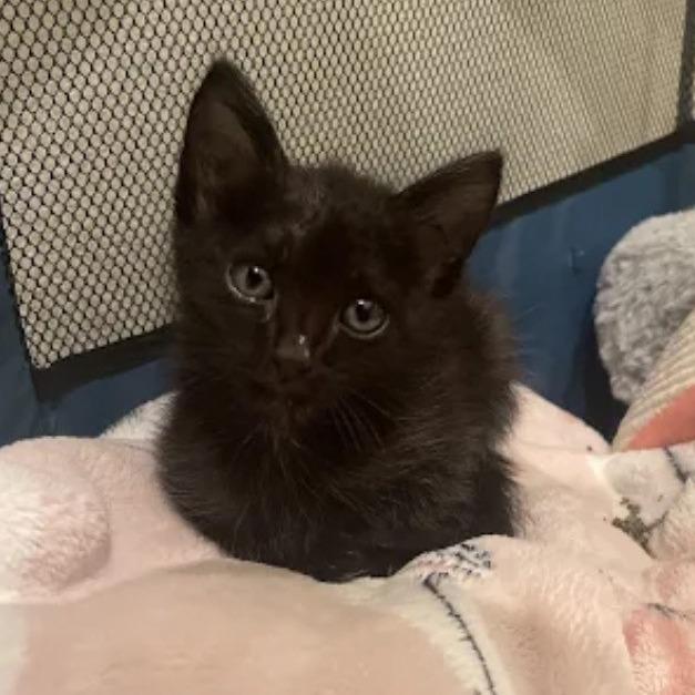 Enlarge Bean, a Adoptable Domestic Short Hair in Houston, TX image 6/6