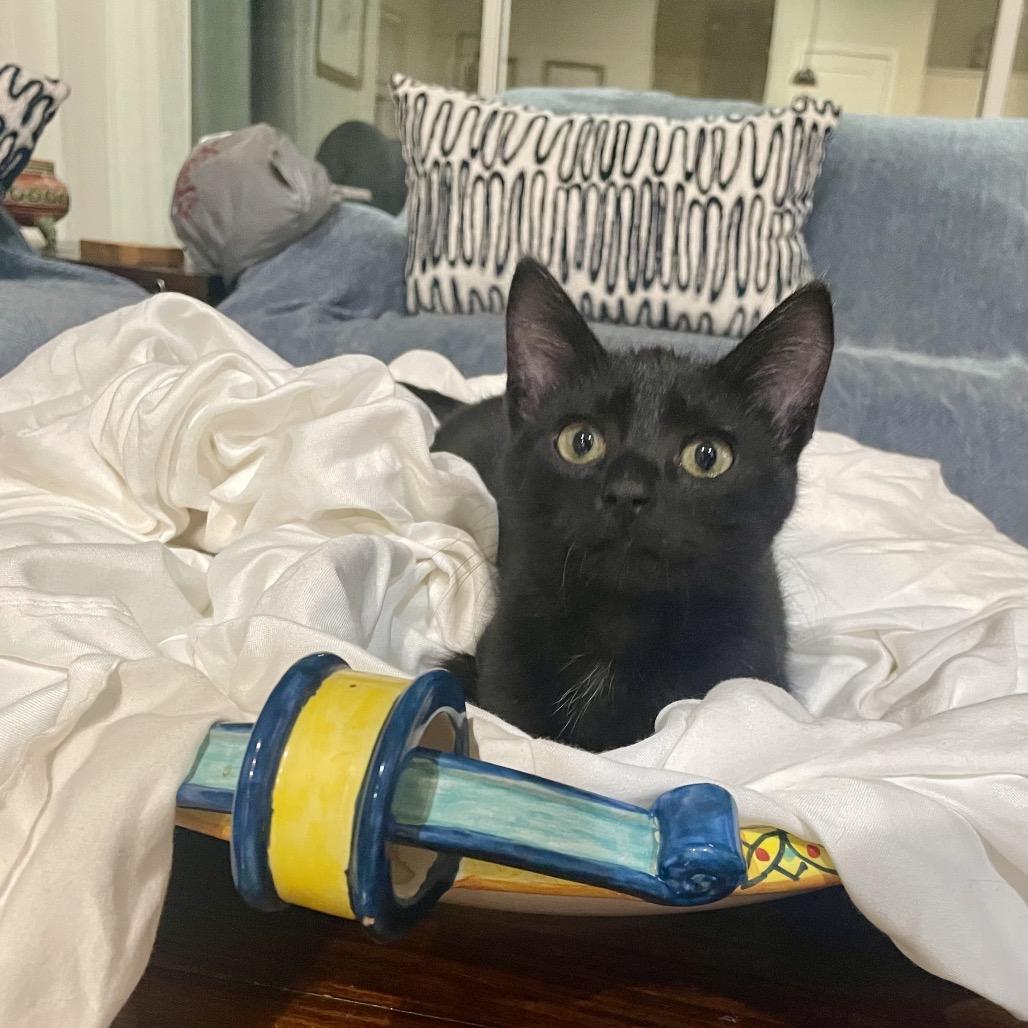 Enlarge Bean, a Adoptable Domestic Short Hair in Houston, TX image 2/6