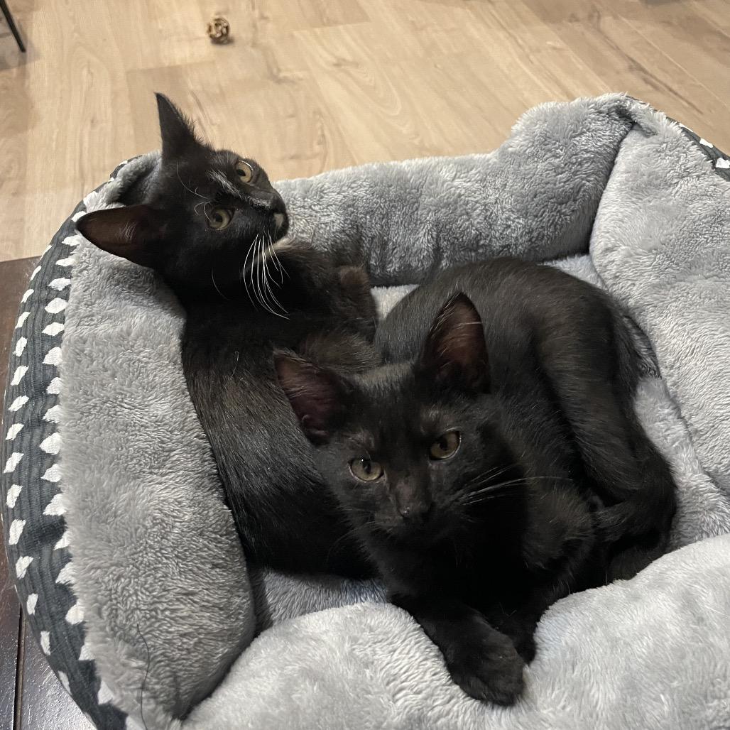 Enlarge Bean, a Adoptable Domestic Short Hair in Houston, TX image 3/6