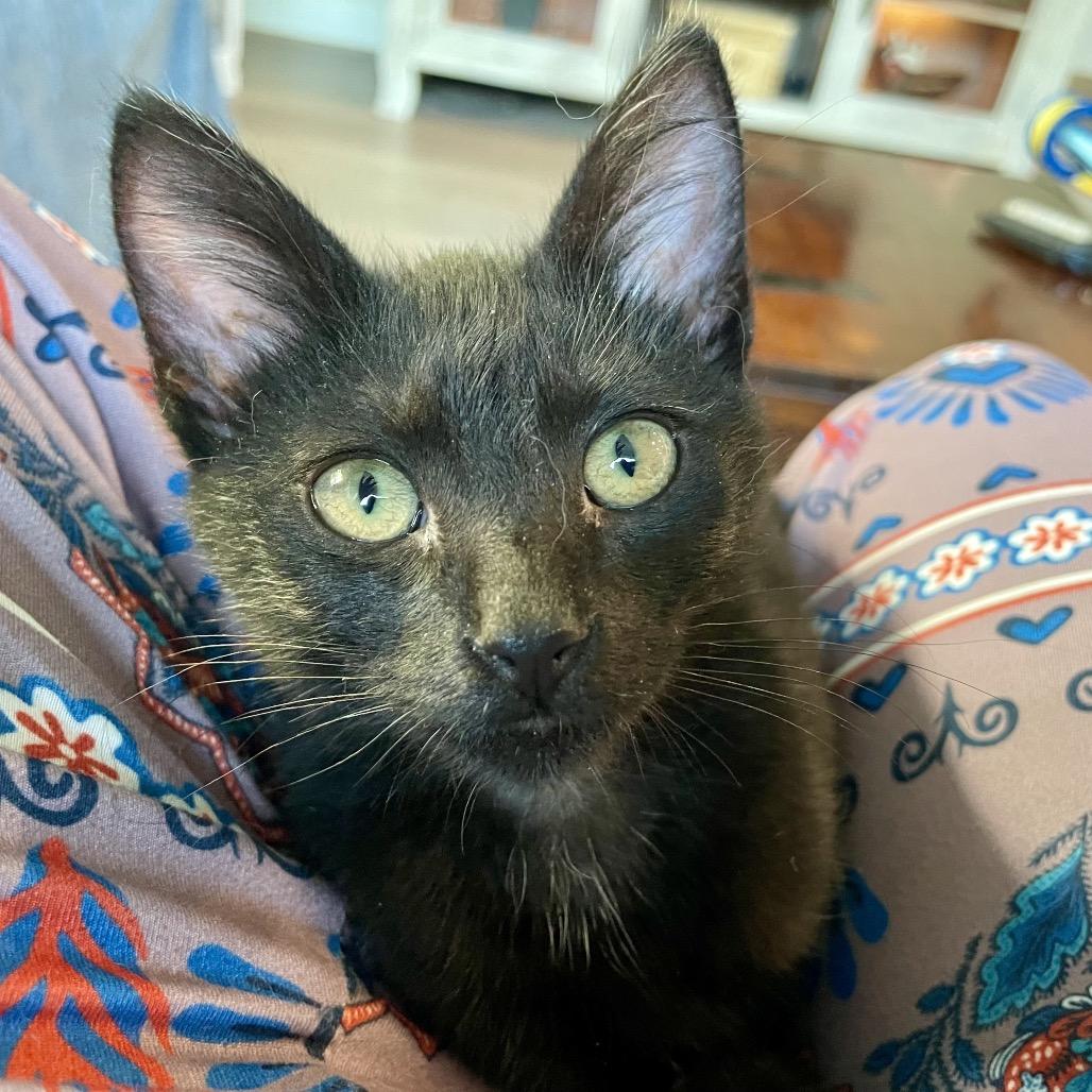 Enlarge Bean, a Adoptable Domestic Short Hair in Houston, TX image 4/6