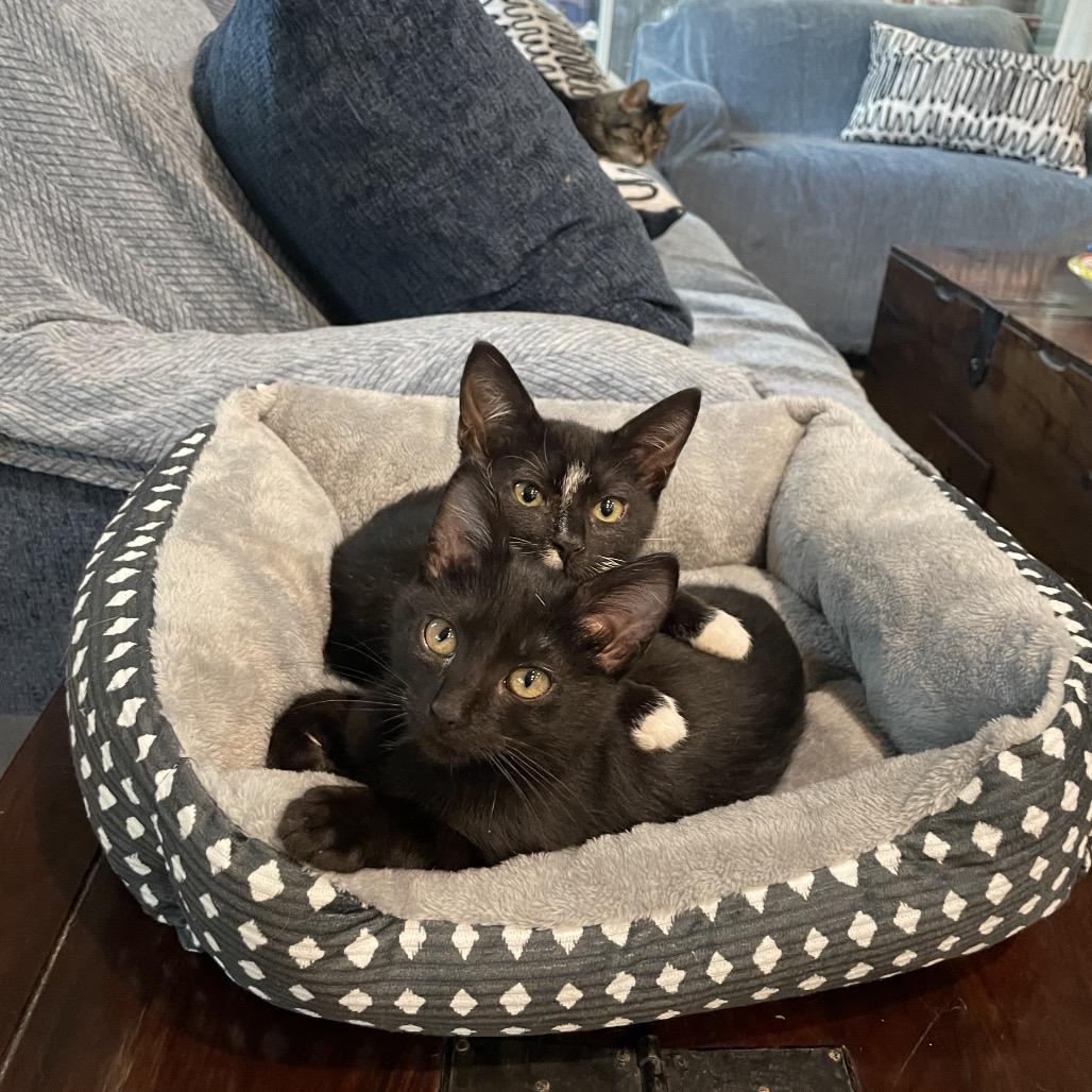 Enlarge Bean, a Adoptable Domestic Short Hair in Houston, TX image 5/6