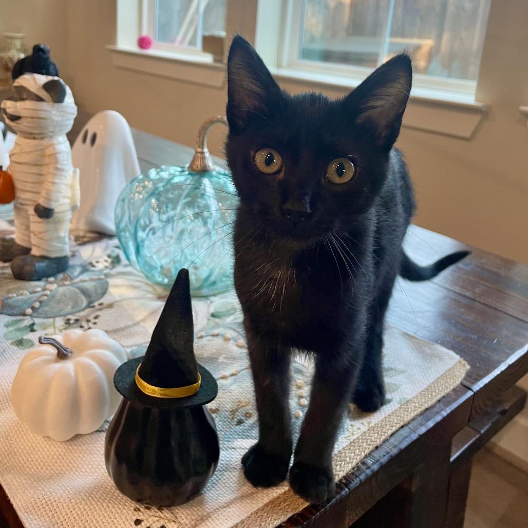 Enlarge Bean, a Adoptable Domestic Short Hair in Houston, TX image 1/6