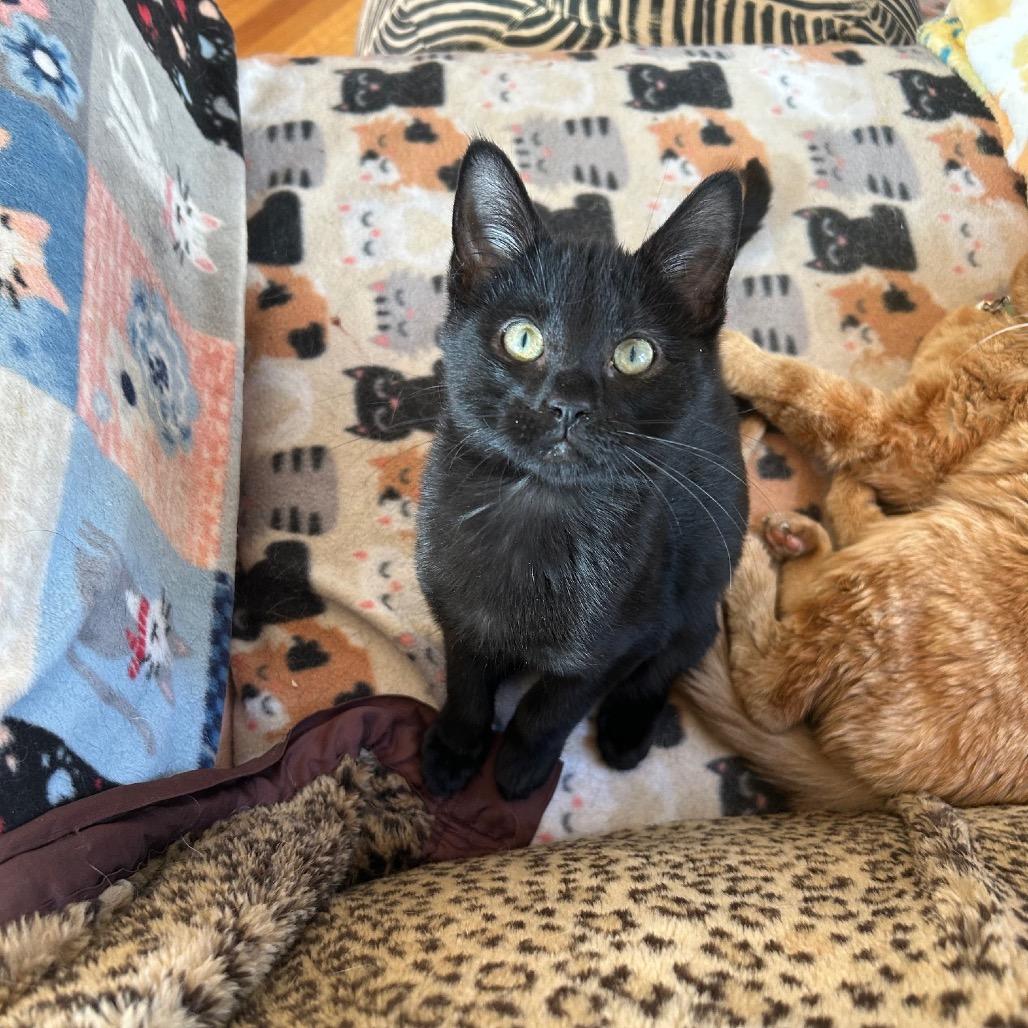 Hefty, a Adoptable Domestic Short Hair in Saint Paul, MN image 1/4