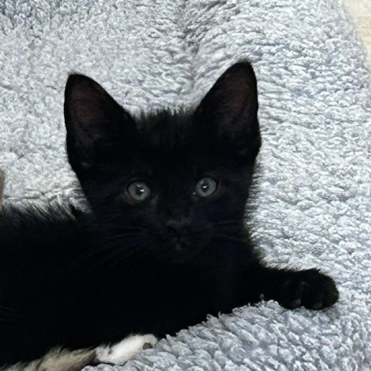 Enlarge Hefty, a Adoptable Domestic Short Hair in Inver Grove Heights, MN image 2/4