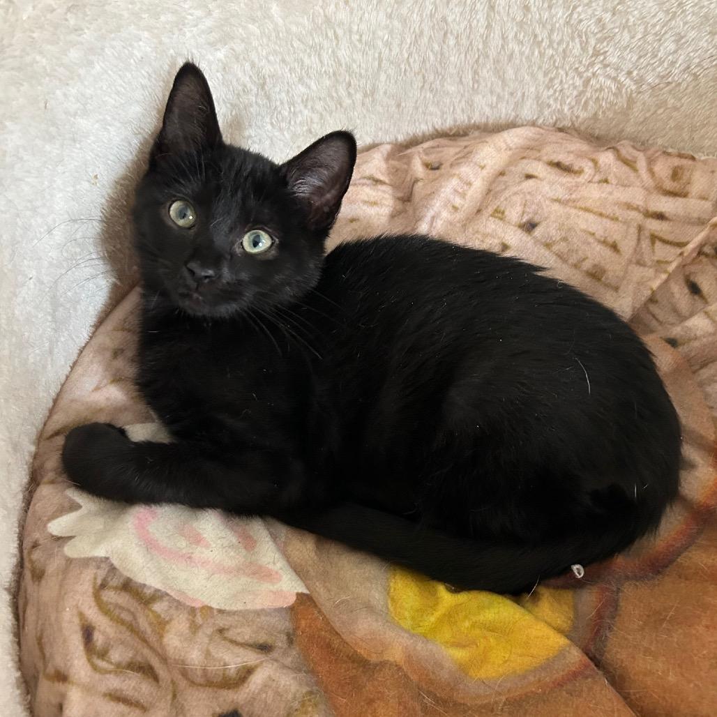 Hefty, a Adoptable Domestic Short Hair in Saint Paul, MN image 3/4