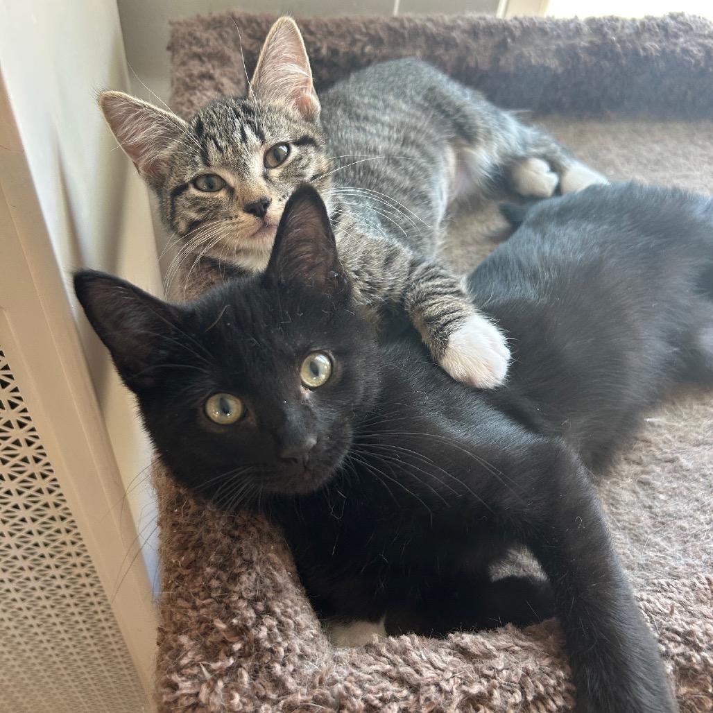 Hefty, a Adoptable Domestic Short Hair in Saint Paul, MN image 4/4