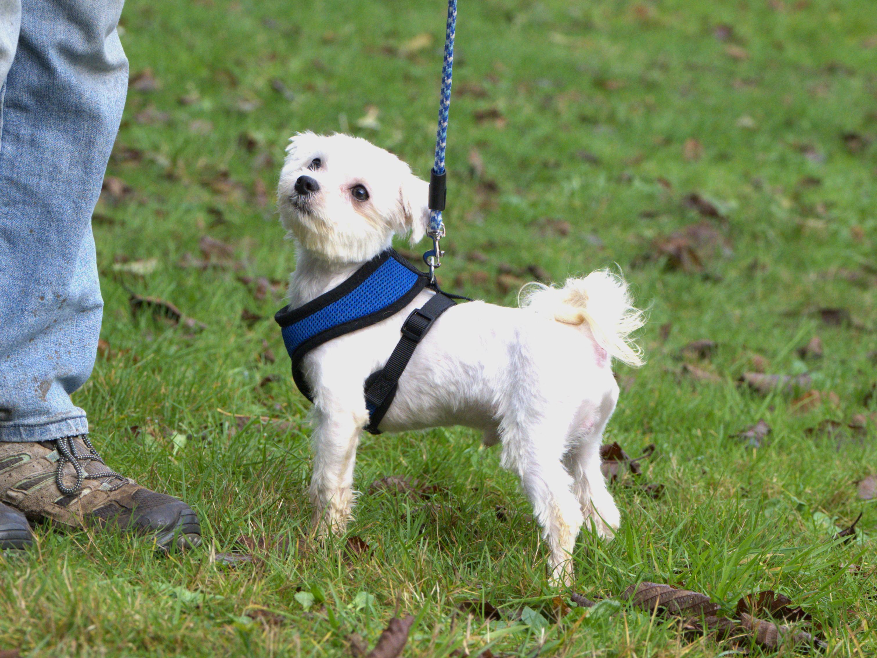 Enlarge Moe, a Adoptable Maltese in Hoquiam, WA image 2/5