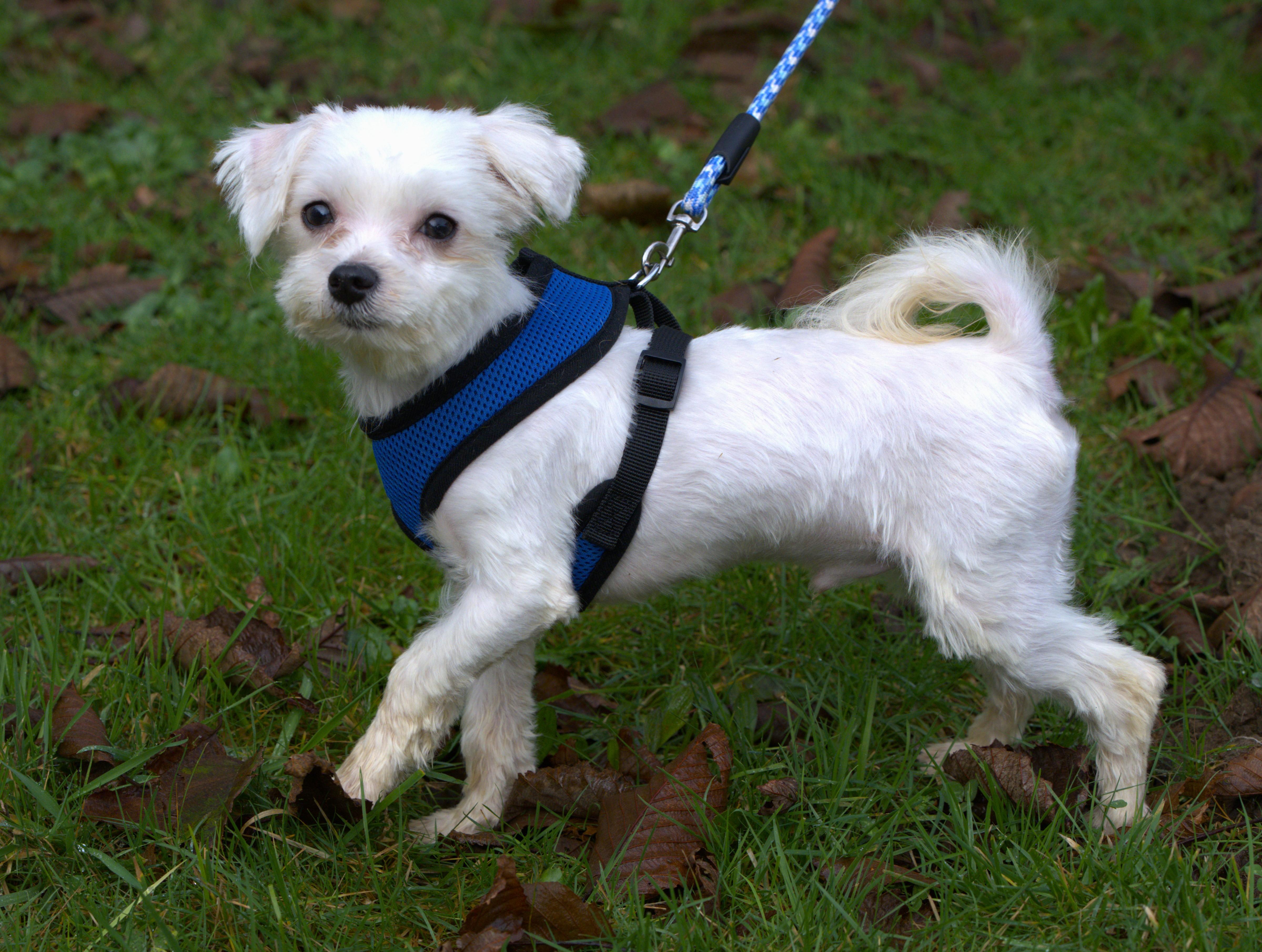 Enlarge Moe, a Adoptable Maltese in Hoquiam, WA image 3/5