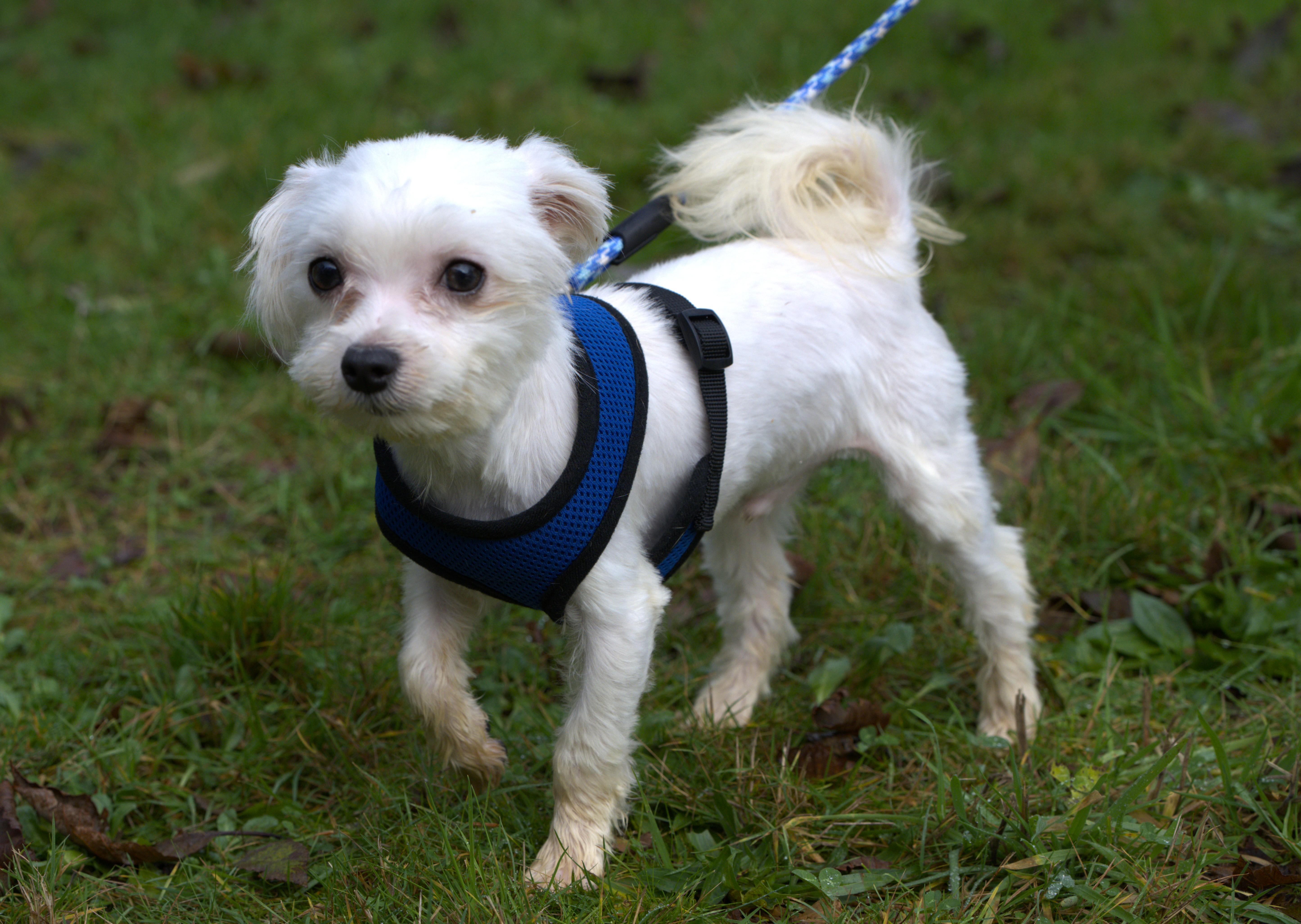 Enlarge Moe, a Adoptable Maltese in Hoquiam, WA image 4/5