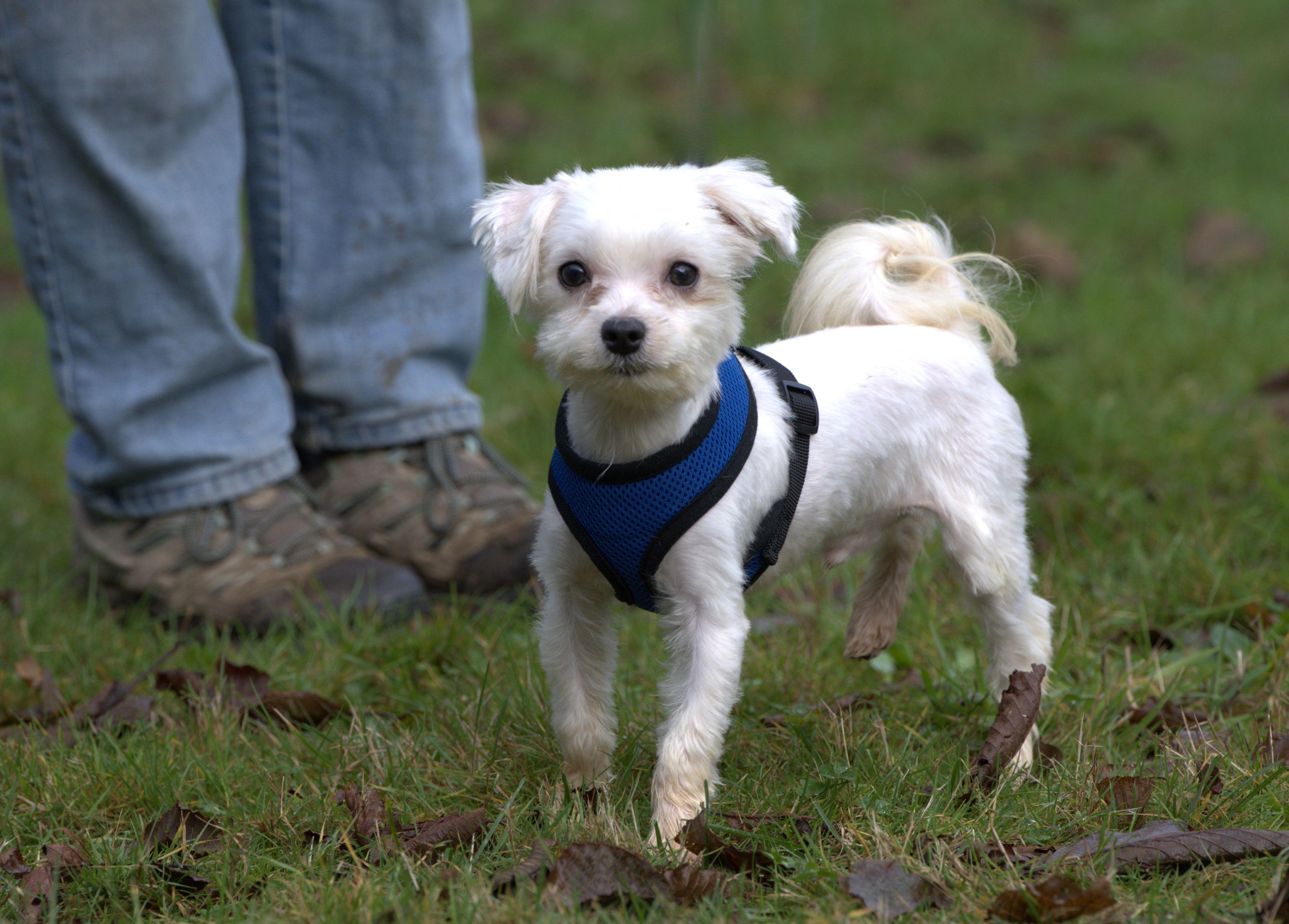 Enlarge Moe, a Adoptable Maltese in Hoquiam, WA image 5/5