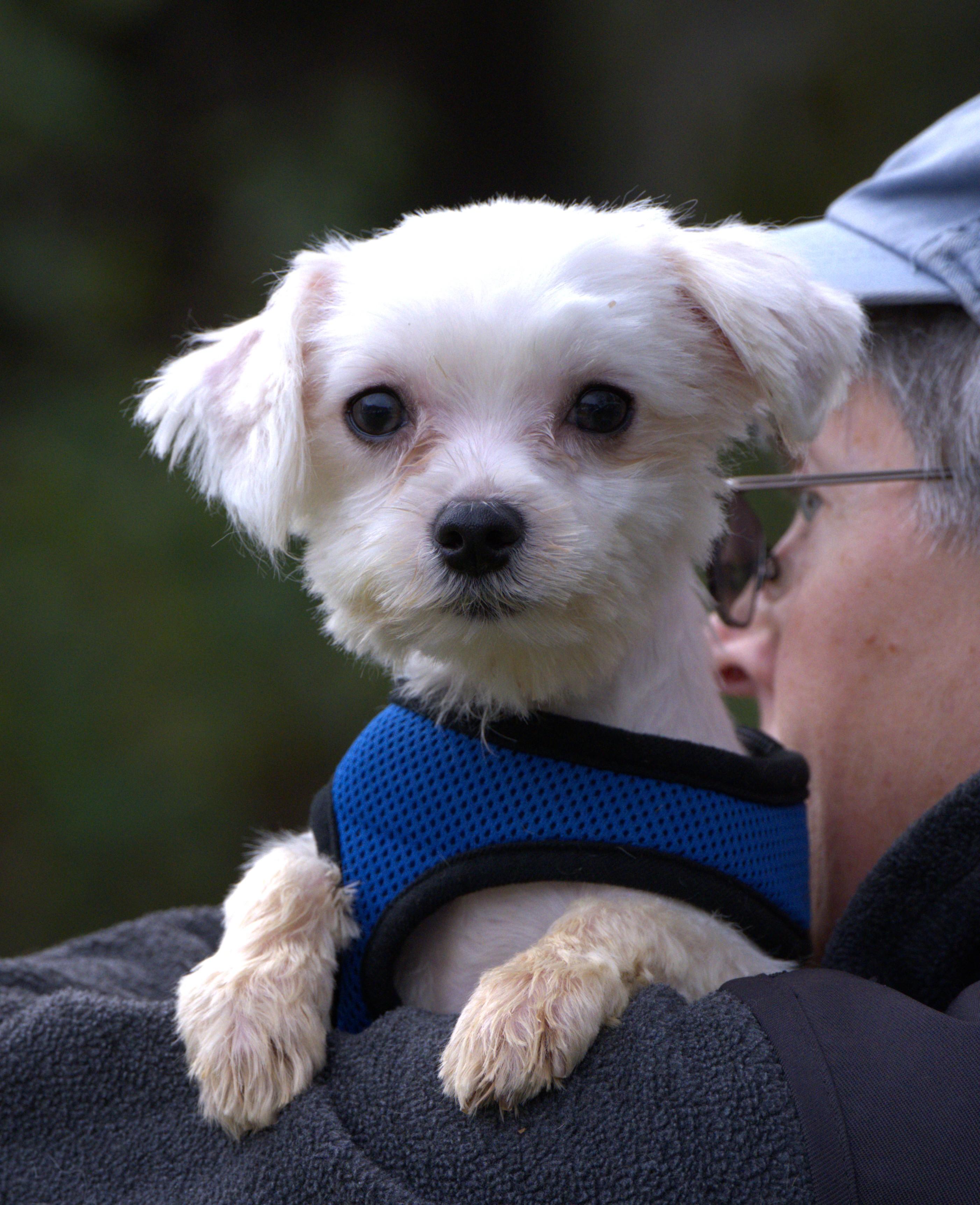 Moe, Adoptable, Young Male Maltese.