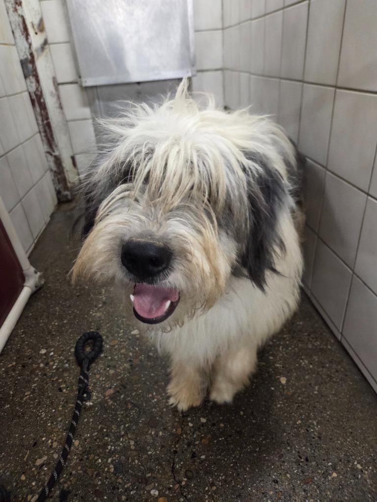 Yeti, Adoptable, Young Male Border Collie & Shepherd.