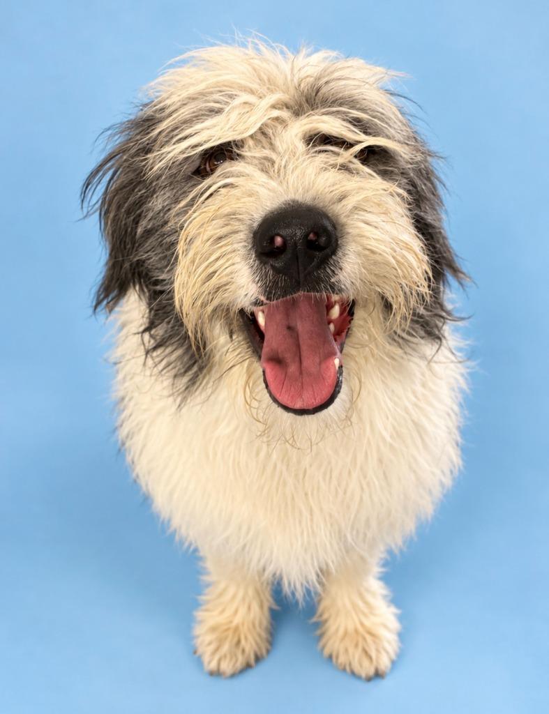 Enlarge Yeti, a Adoptable mixed breed in Rock Springs, WY image 2/2