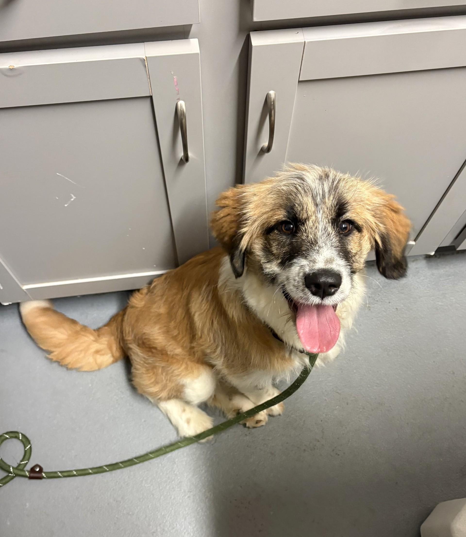 Enlarge Lilac, a ADOPTABLE mixed breed in Ashland, VA image 1/5