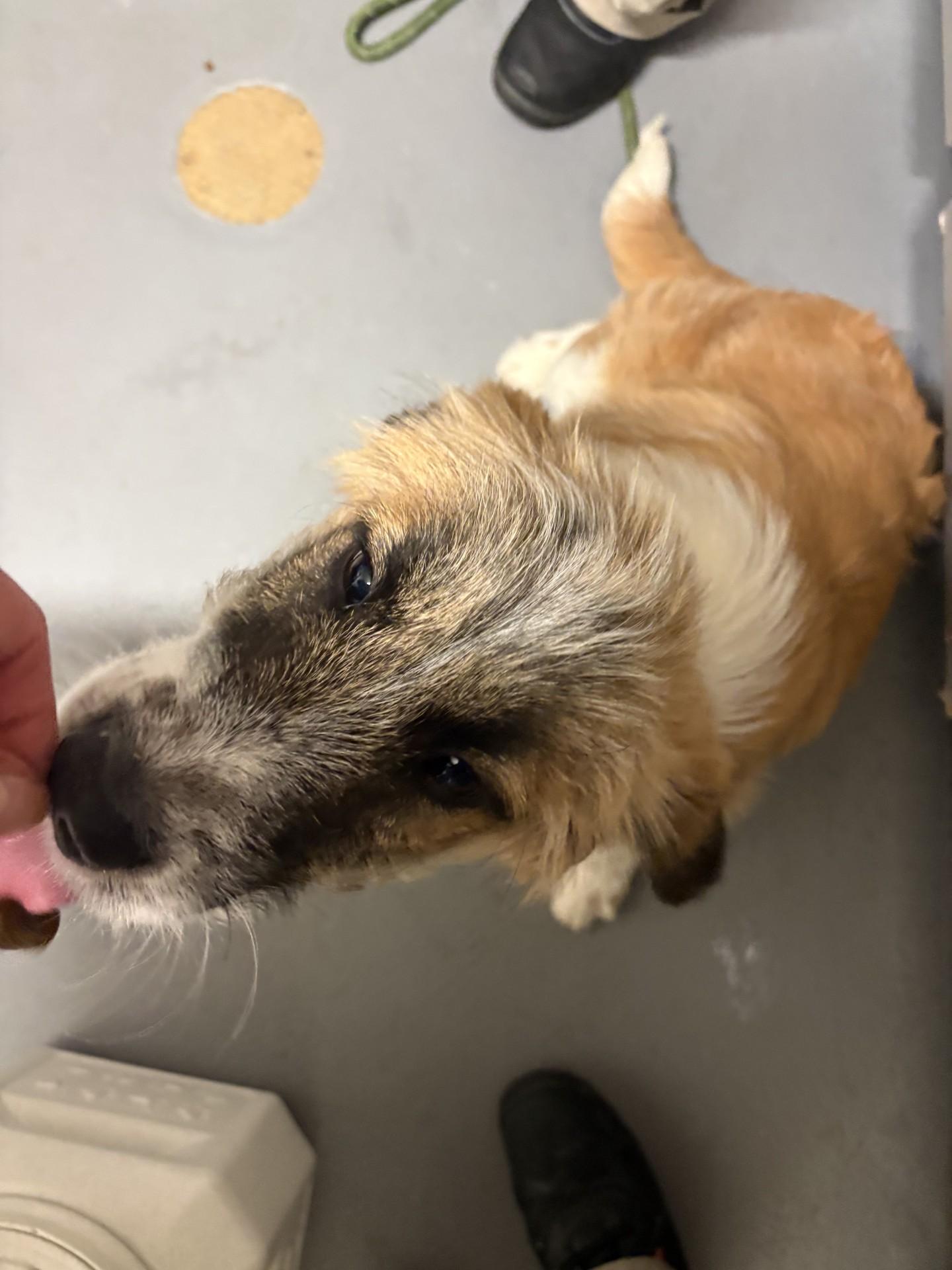 Enlarge Lilac, a ADOPTABLE mixed breed in Ashland, VA image 4/5