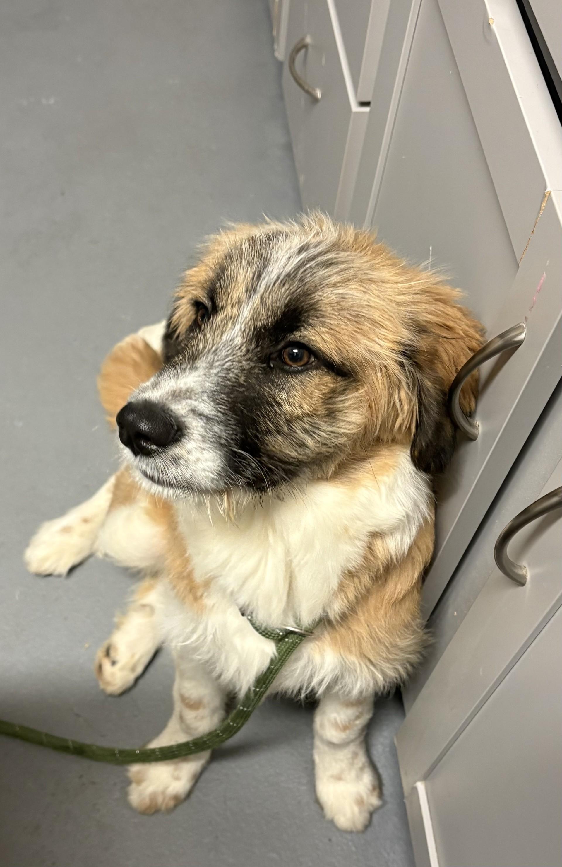 Enlarge Lilac, a ADOPTABLE mixed breed in Ashland, VA image 2/5