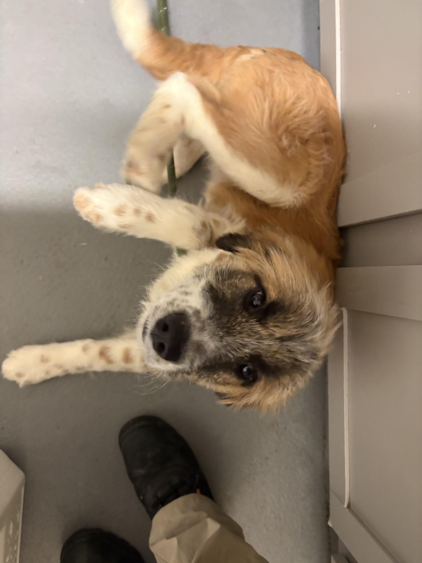 Enlarge Lilac, a ADOPTABLE mixed breed in Ashland, VA image 5/5