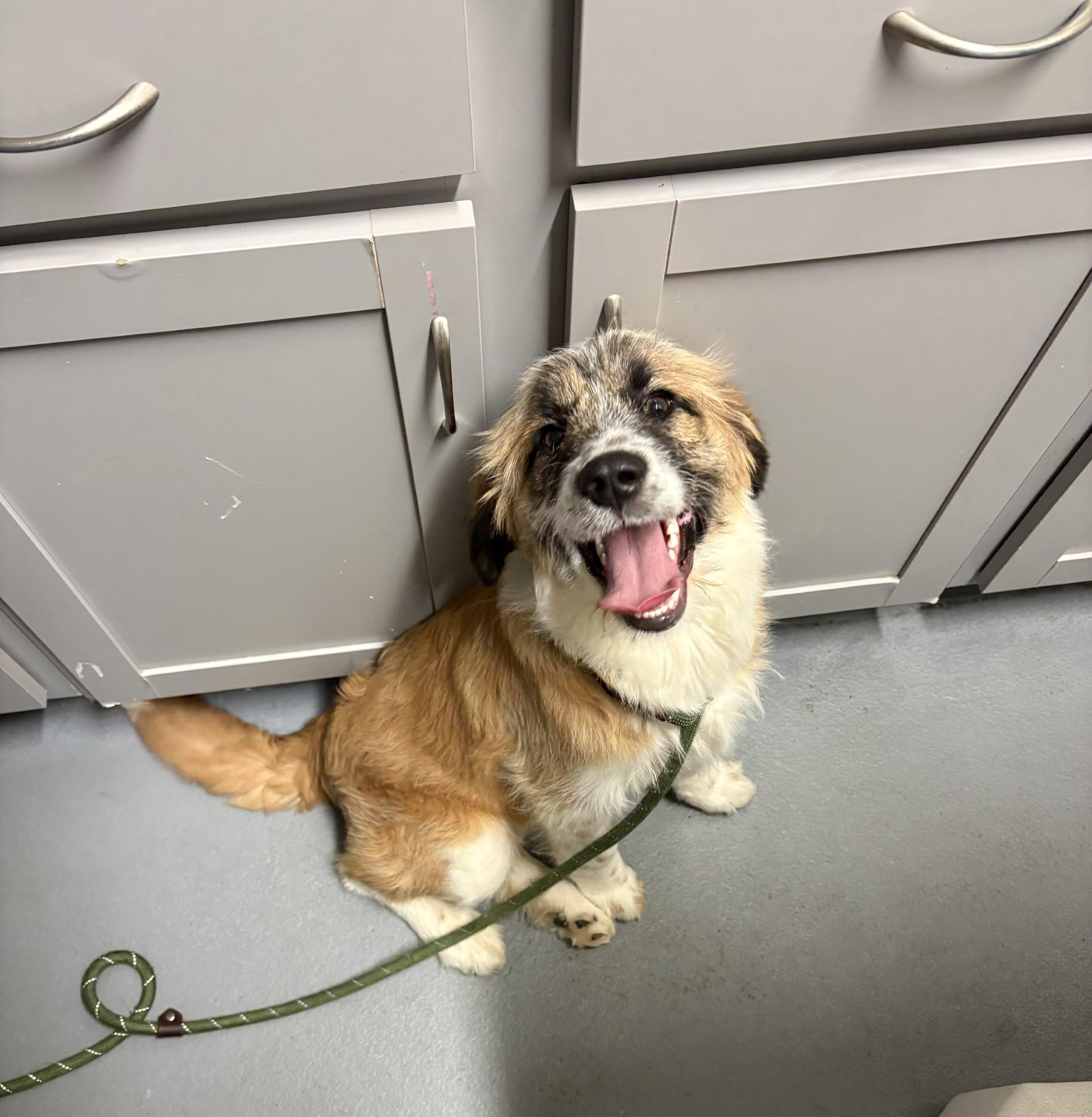 Enlarge Lilac, a ADOPTABLE mixed breed in Ashland, VA image 3/5