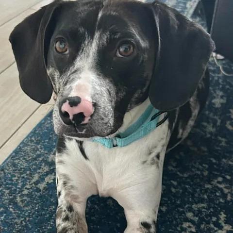 Brody, Adoptable, Young Male Beagle.