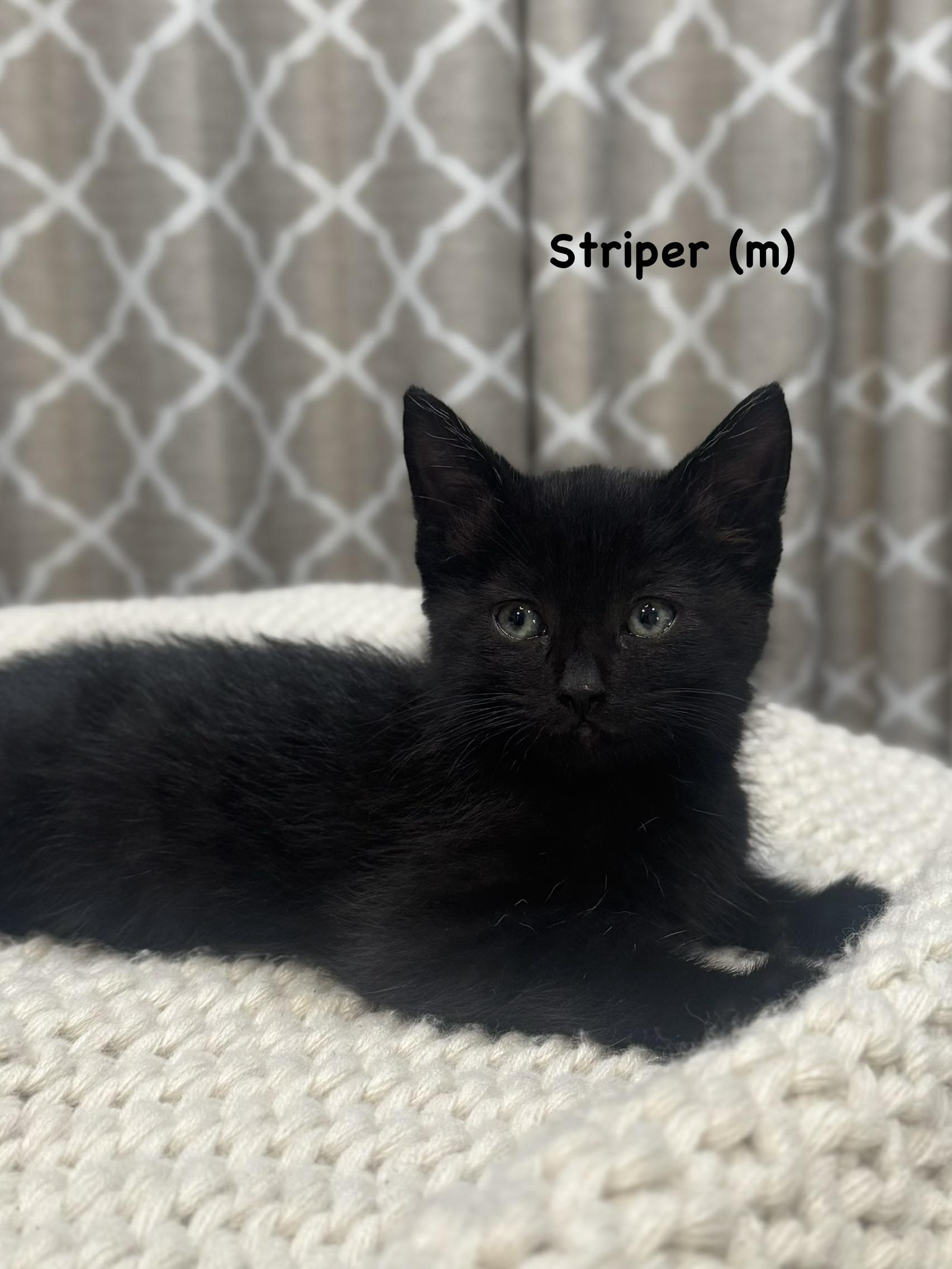 Striper, Adoptable, Kitten Male Domestic Short Hair.