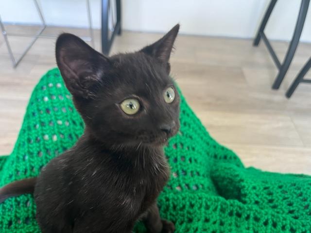 Enlarge Binx My Baby Boy, a Adoptable Domestic Short Hair in Eagle Point, OR image 5/6