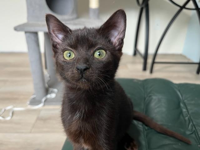 Enlarge Binx My Baby Boy, a Adoptable Domestic Short Hair in Eagle Point, OR image 6/6