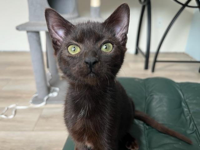 Enlarge Binx My Baby Boy, a Adoptable Domestic Short Hair in Eagle Point, OR image 3/6