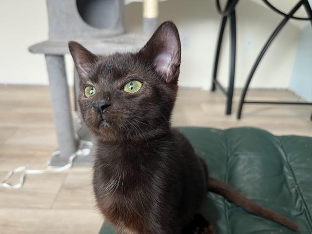 Enlarge Binx My Baby Boy, a Adoptable Domestic Short Hair in Eagle Point, OR image 4/6