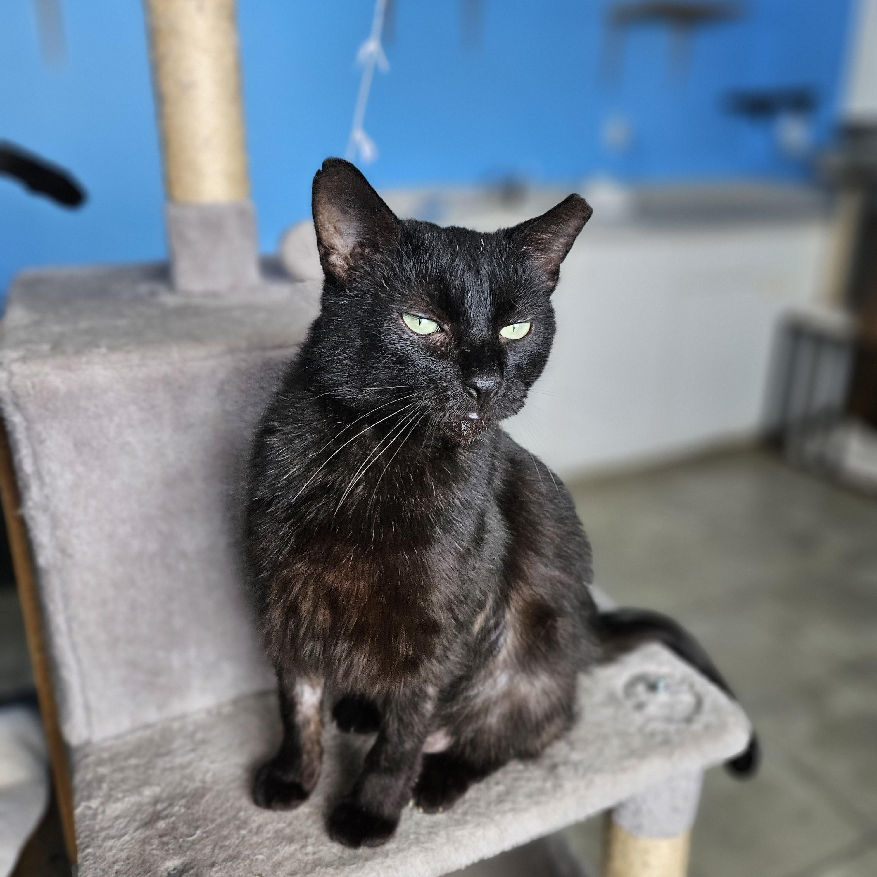 Gino, Adoptable, Adult Male Domestic Medium Hair.