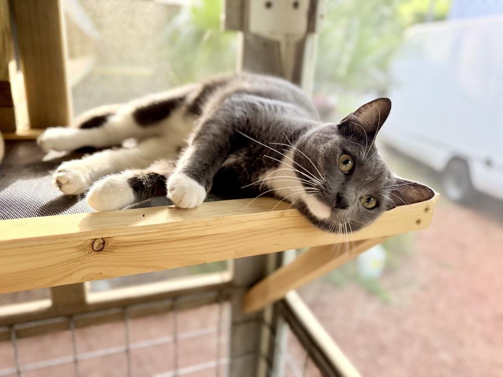 Periwinkle, a Adoptable Domestic Short Hair in Saint Augustine, FL image 3/3