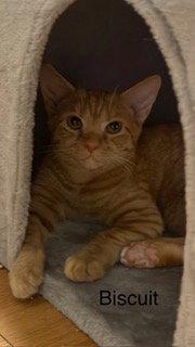 Enlarge Biscuit, a Adoptable mixed breed in Oakland Park, FL image 1/1