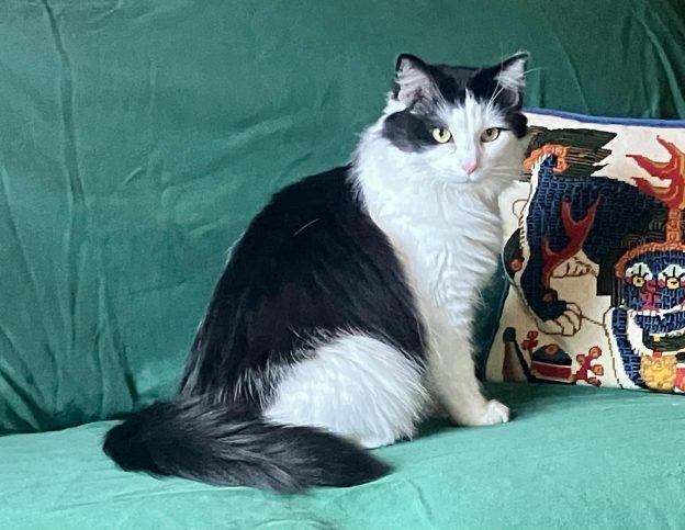 Missy and Lunar, ADOPTABLE, Adult Female Domestic Medium Hair.