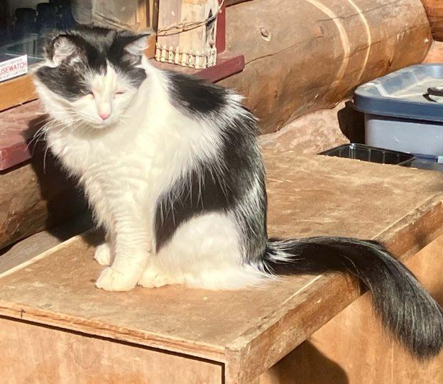 Missy, a ADOPTABLE Domestic Medium Hair in Kenai, AK image 2/2