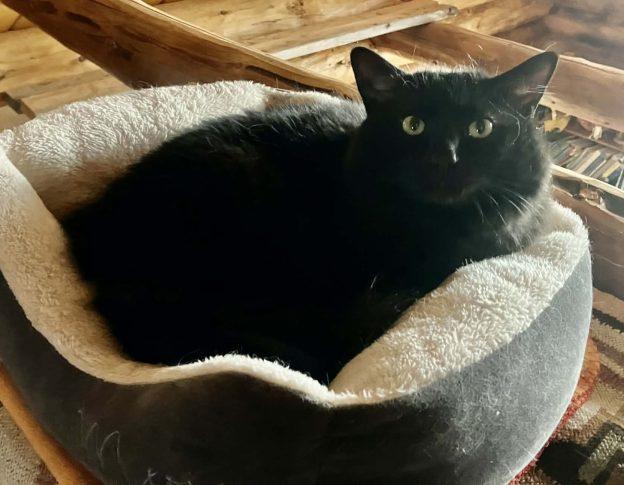 Missy and Lunar, a ADOPTABLE Domestic Medium Hair in Kenai, AK image 2/2