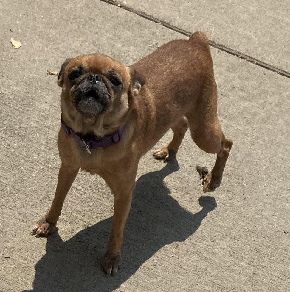 Dani - Pug Mix - #6, Adopted, Adult Female Pug.