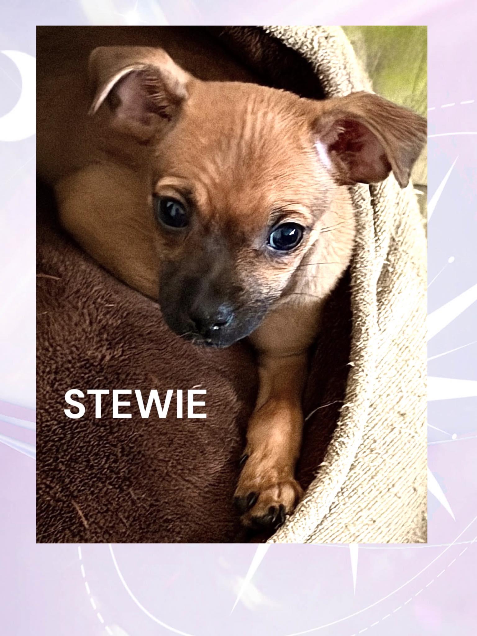 Enlarge Stewie, a ADOPTABLE mixed breed in Mesa, AZ image 1/1
