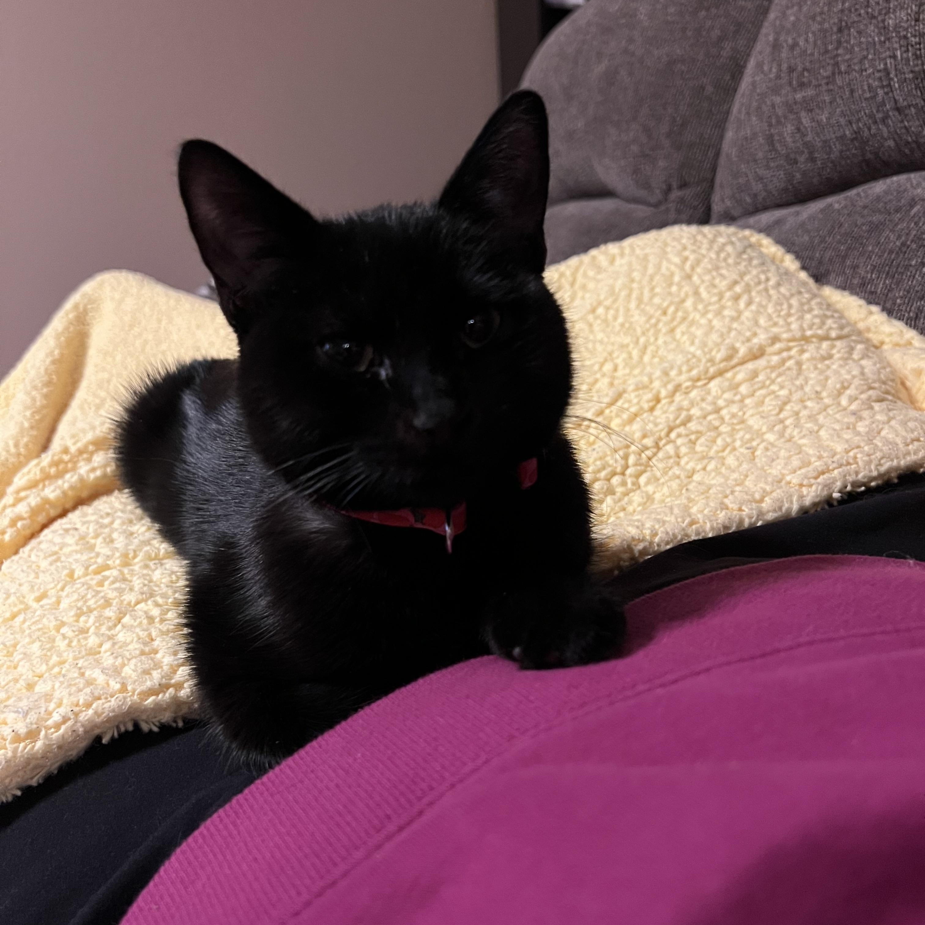 Enlarge Patter, an adopted Domestic Short Hair in Mineral Point, WI image 2/5