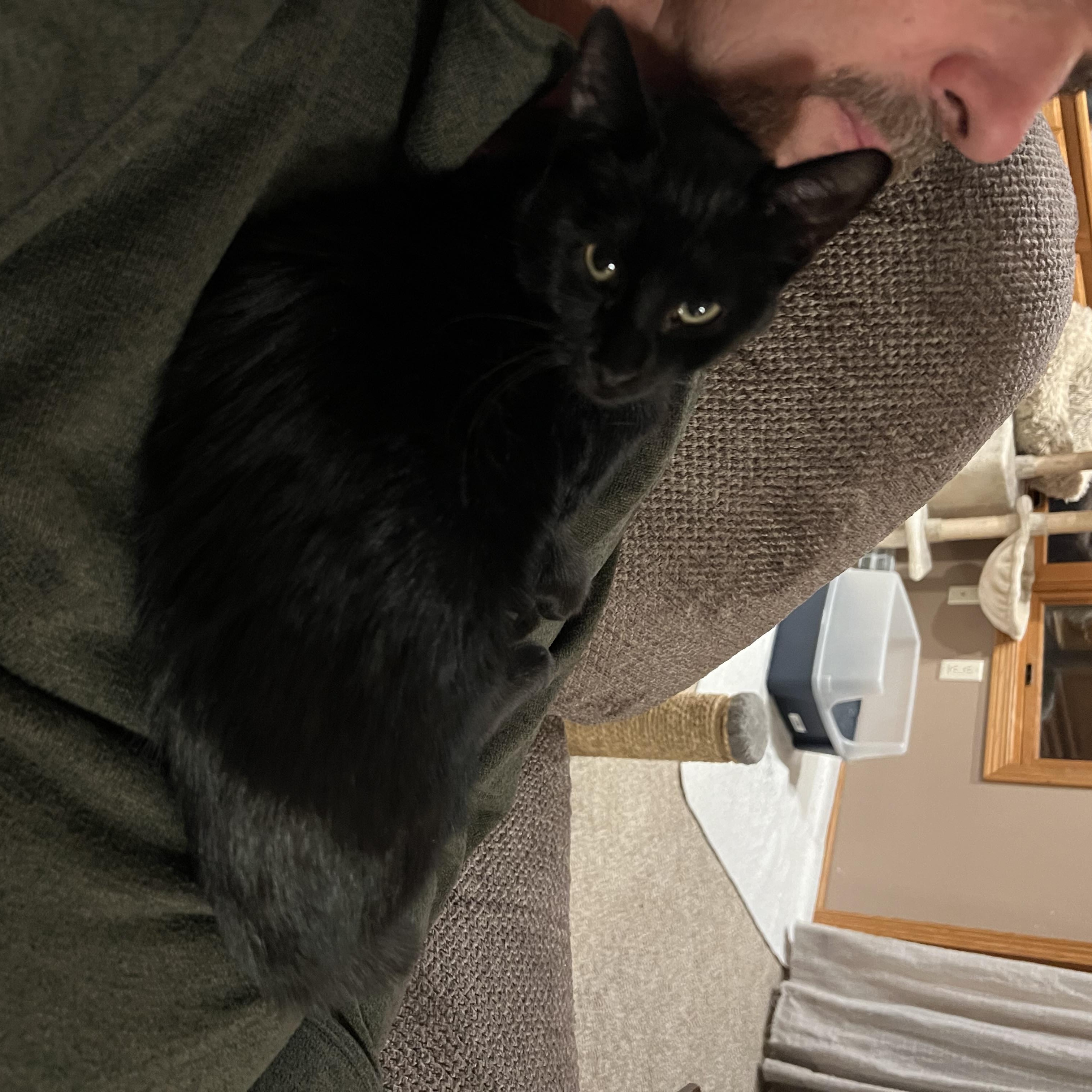 Enlarge Patter, an adopted Domestic Short Hair in Mineral Point, WI image 4/5