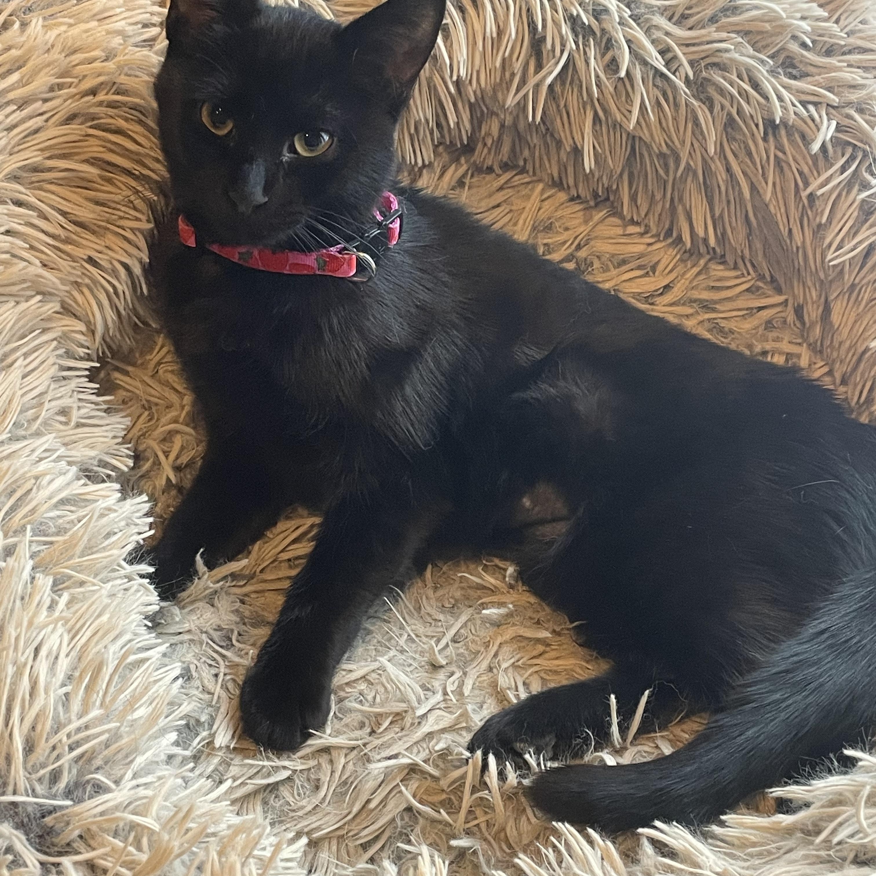 Enlarge Patter, an adopted Domestic Short Hair in Mineral Point, WI image 1/5