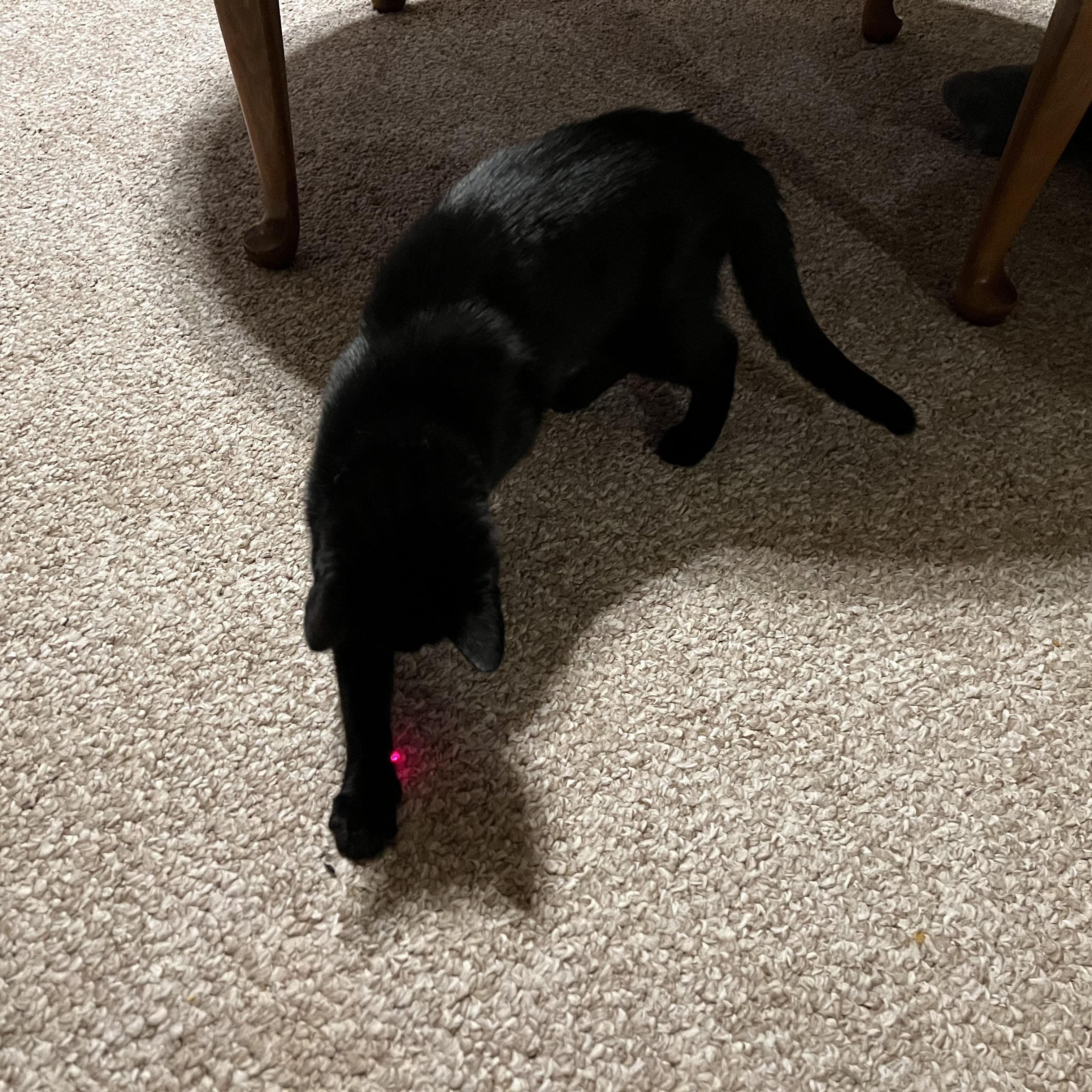 Enlarge Patter, an adopted Domestic Short Hair in Mineral Point, WI image 5/5