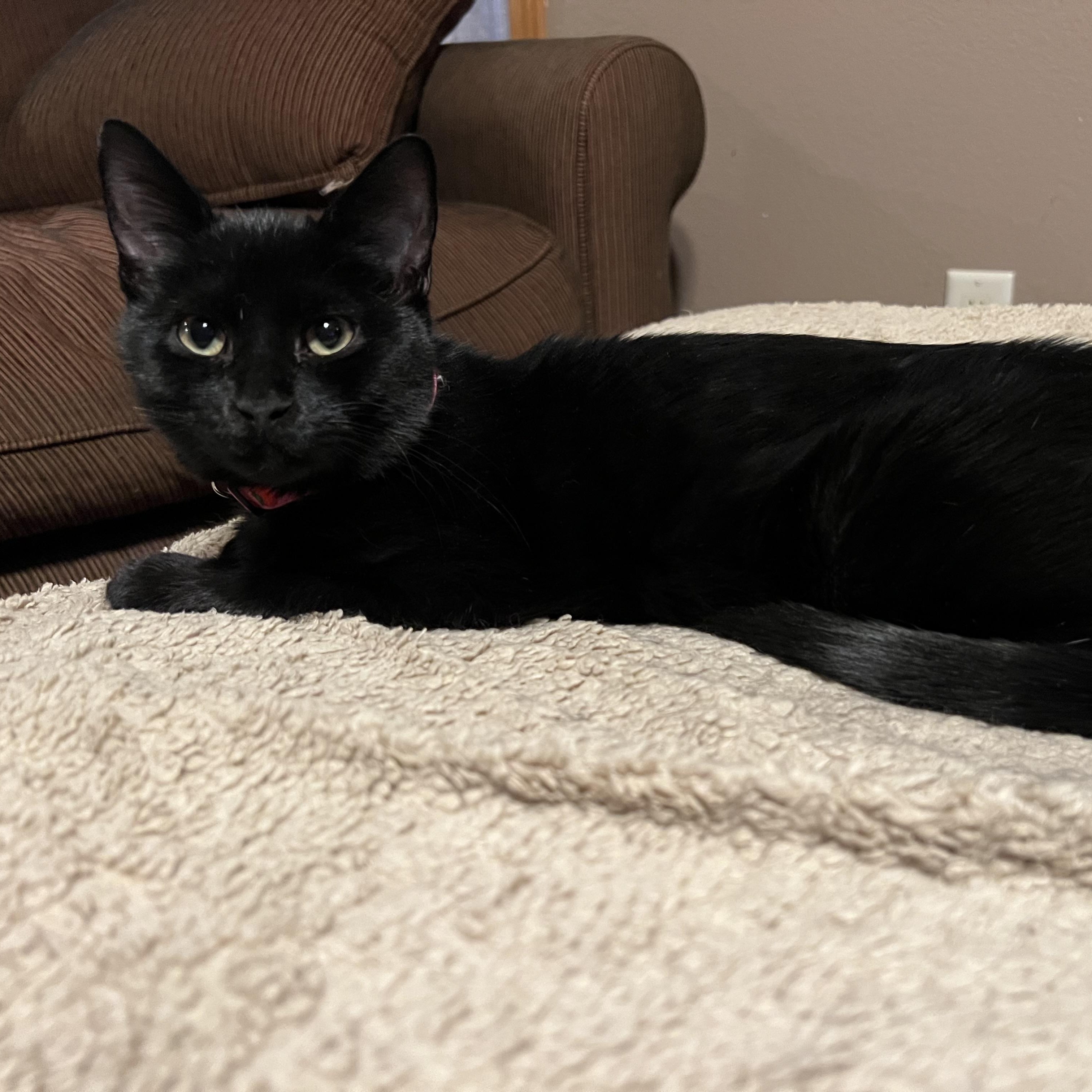 Enlarge Patter, an adopted Domestic Short Hair in Mineral Point, WI image 3/5