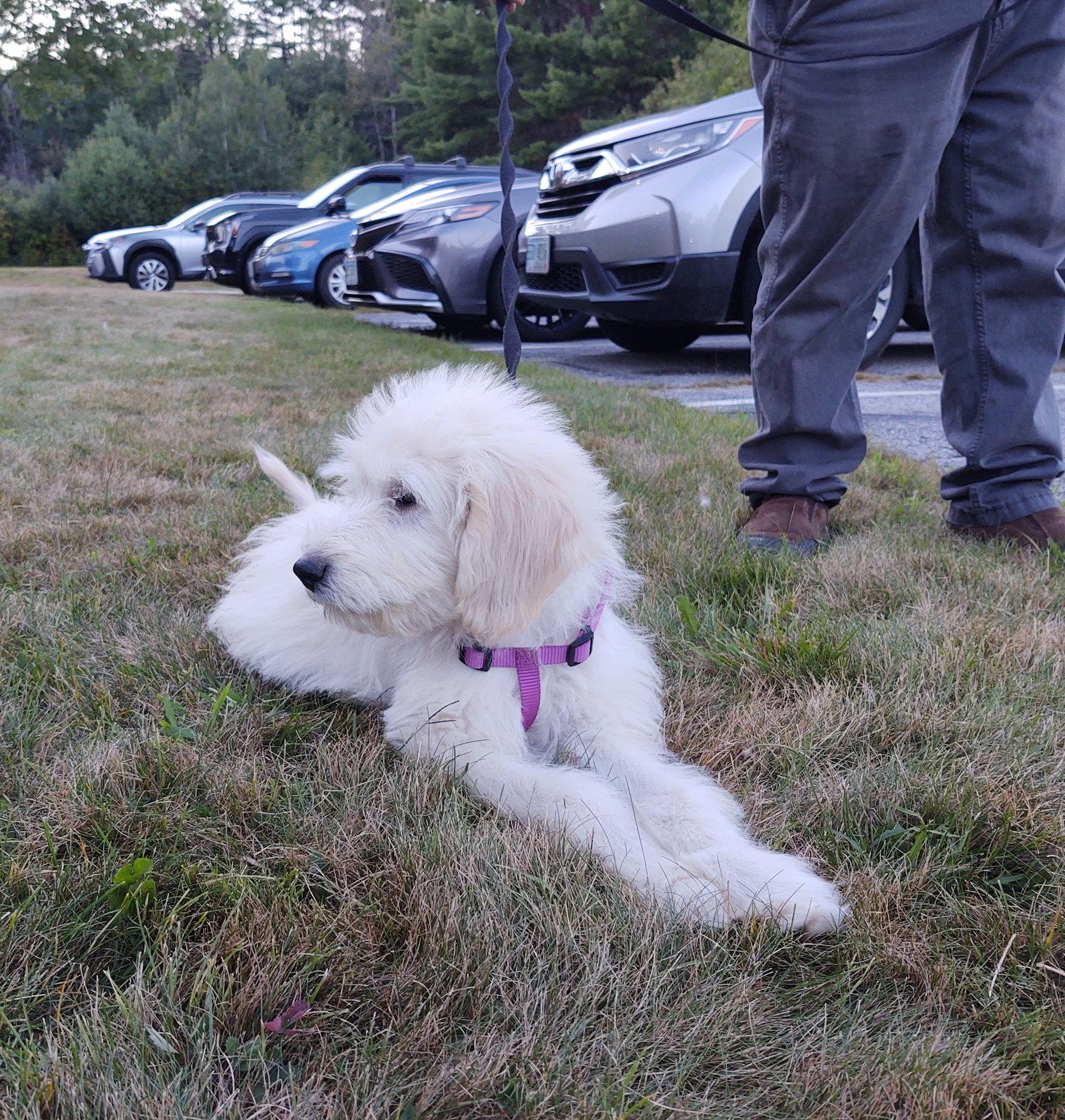 Poppy, Adoptable, Puppy Female Great Pyrenees & Standard Poodle.