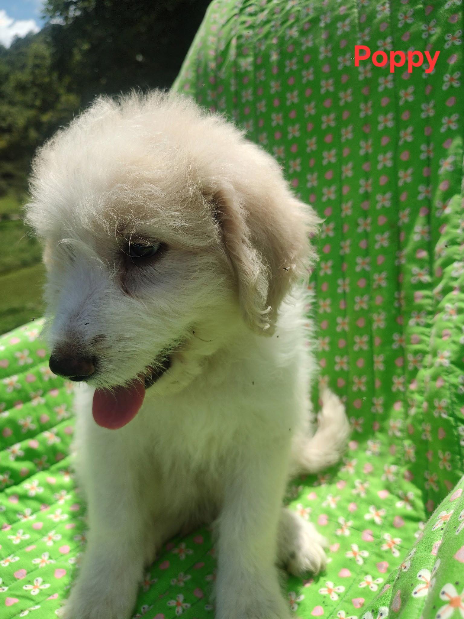 Poppy, a Adoptable mixed breed in Croydon, NH image 1/2